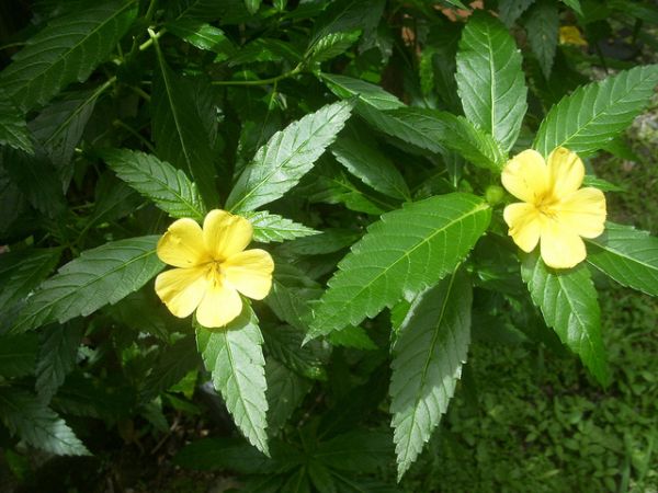 Photo of Damiana leaf and wonderful properties it has