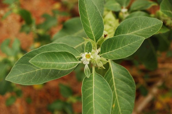 Photo of All you should know about Aswagandha Herbs